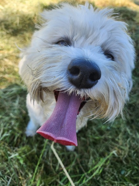 Lola